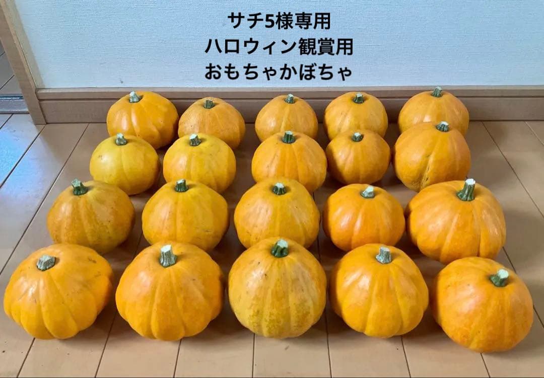 ハロウィン観賞用おもちゃかぼちゃ　40個　サチ5A