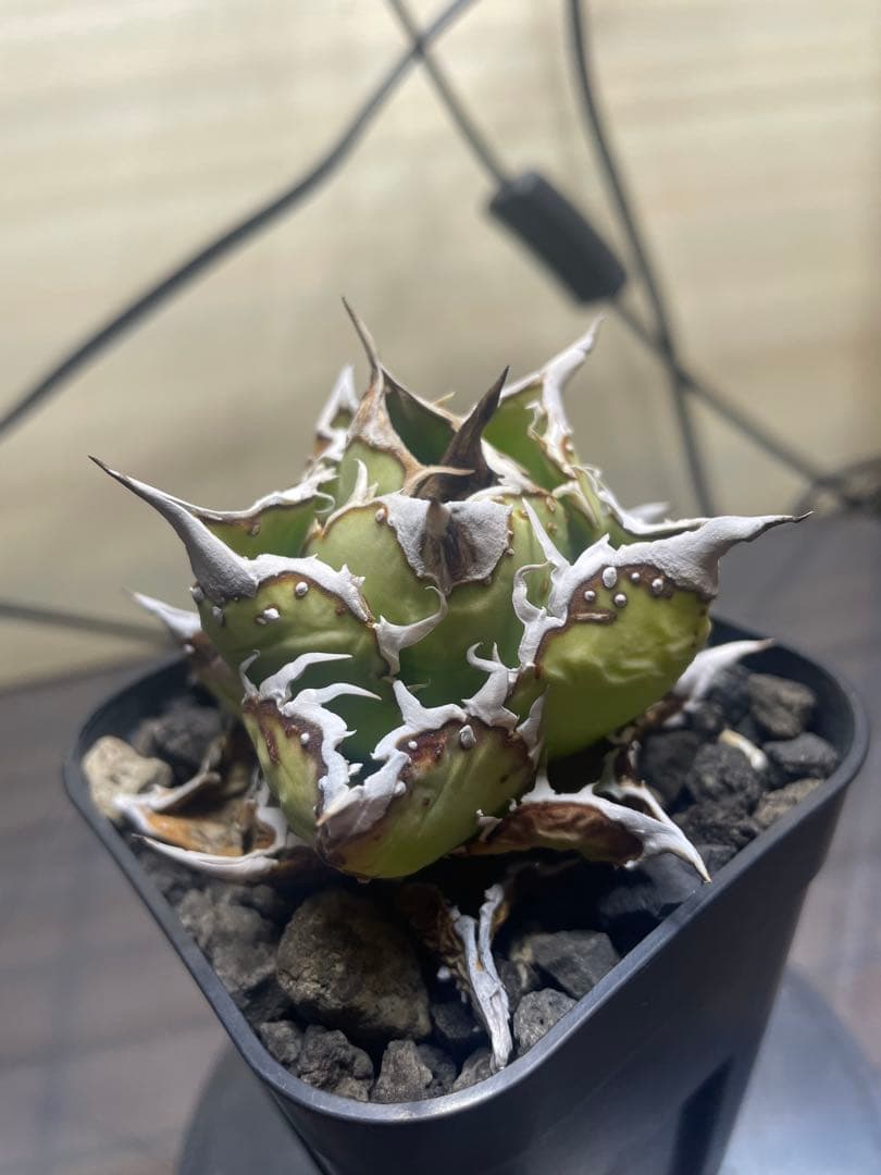 アガベ チタノタ　子株　ヨーロッパブツブツ　発根済み