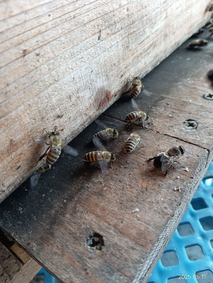 ニホンミツバチの百花蜜　国産天然ハチミツ　1180グラムと580グラム　各1本