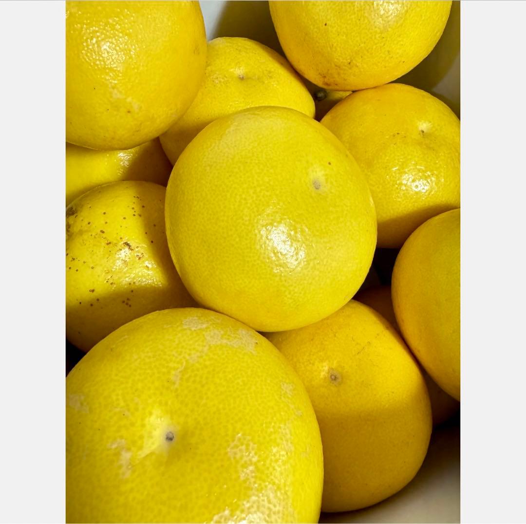 ⑰高知特産 露地栽培 土佐文旦 4L限定 文旦 約20kg 大玉 サイズ