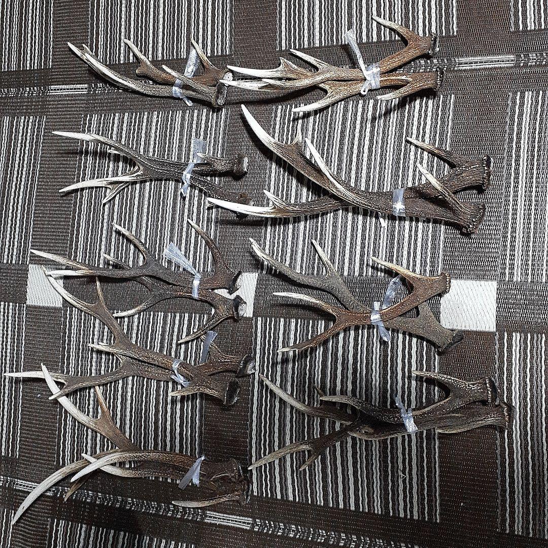 日本鹿の角 9対(18本)　まとめ売り