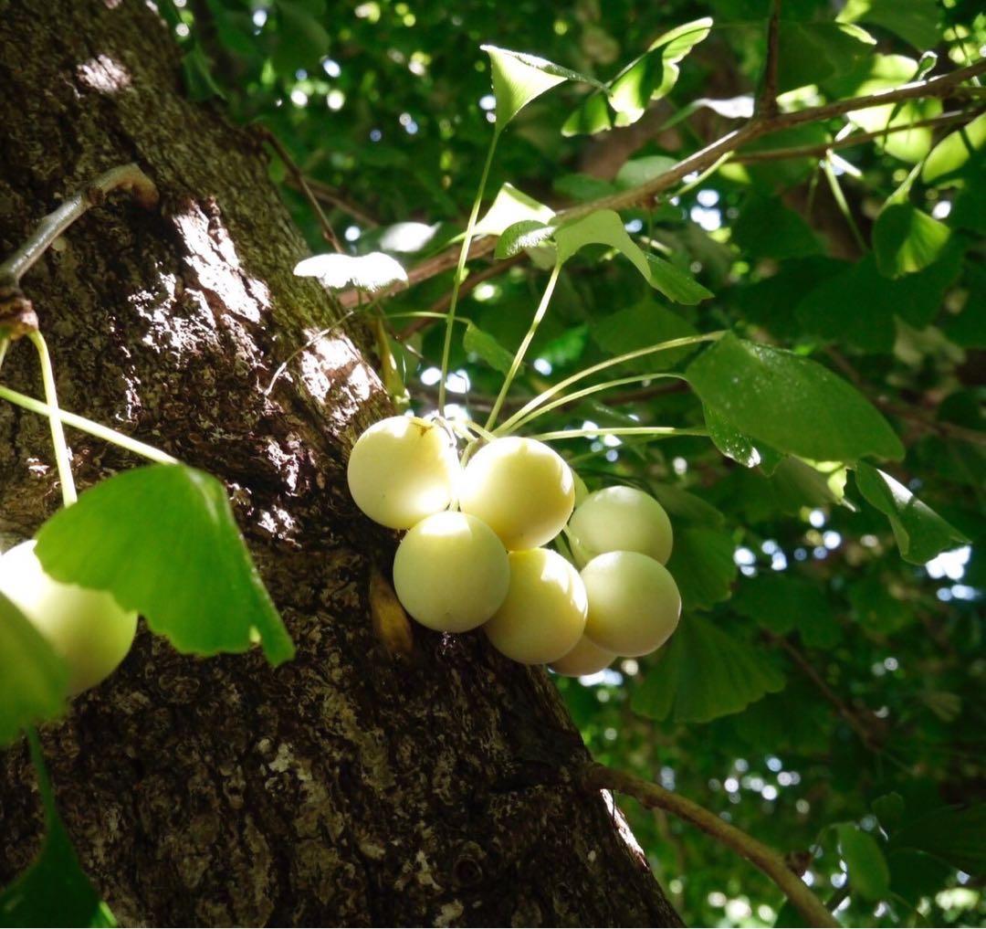 にょーたいぷ　藤九郎　4L 2kg