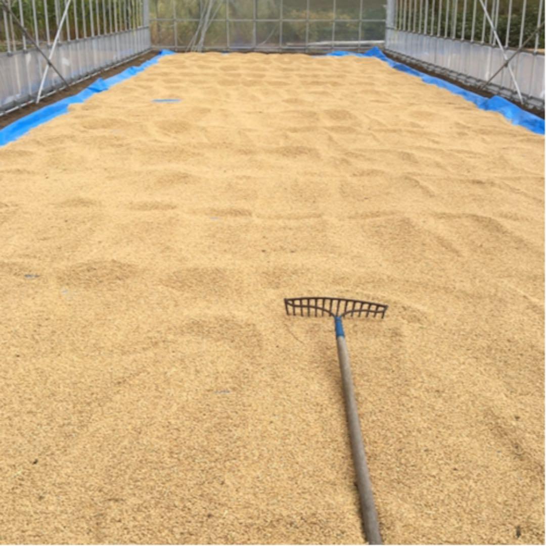 完全通年農薬不使用　令和7年度産うるち米こしひかり玄米　10kg