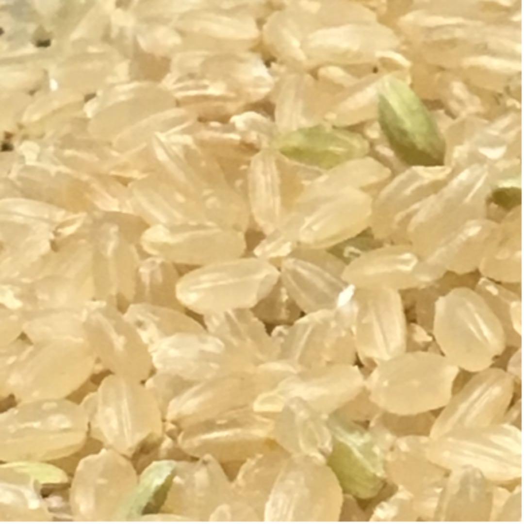 完全通年農薬不使用　令和7年度産うるち米こしひかり玄米　10kg