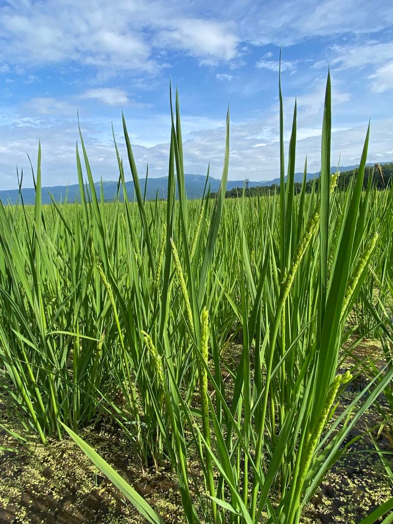 完全通年農薬不使用　令和7年度産うるち米こしひかり玄米　10kg