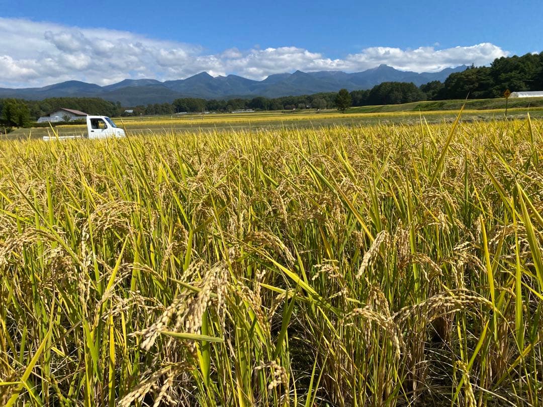 完全通年農薬不使用　令和7年度産うるち米こしひかり玄米　10kg