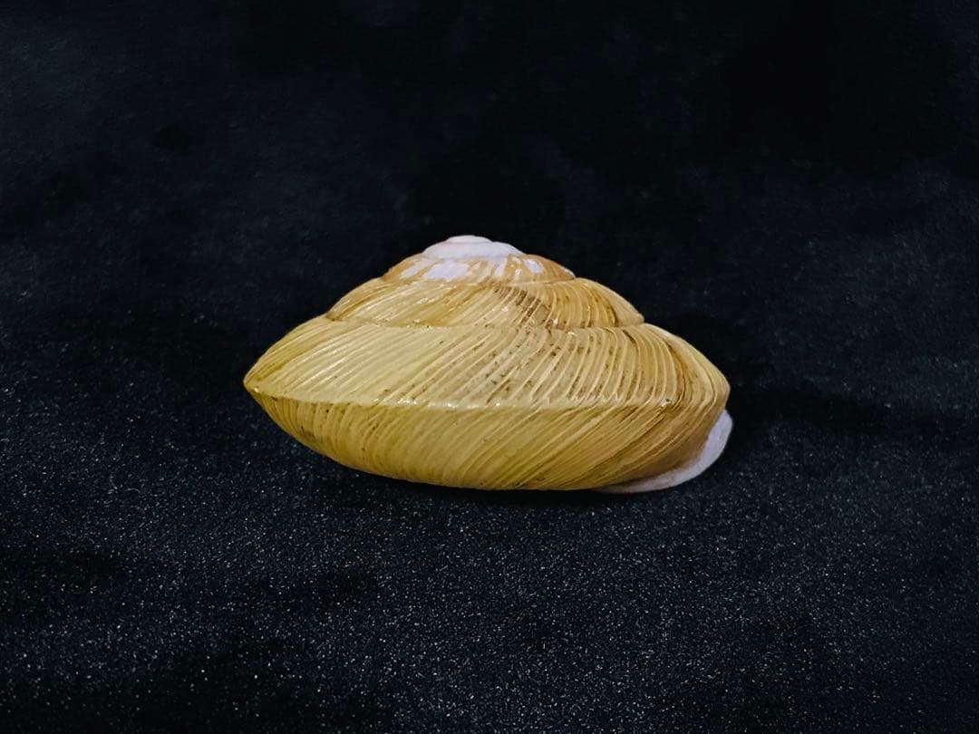 貝標本　エチゴマイマイ　貝口部傷