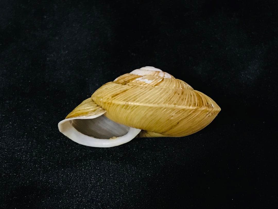 貝標本　エチゴマイマイ　貝口部傷