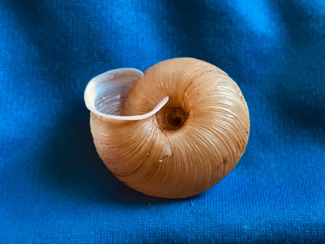 貝標本　エチゴマイマイ　貝口部傷