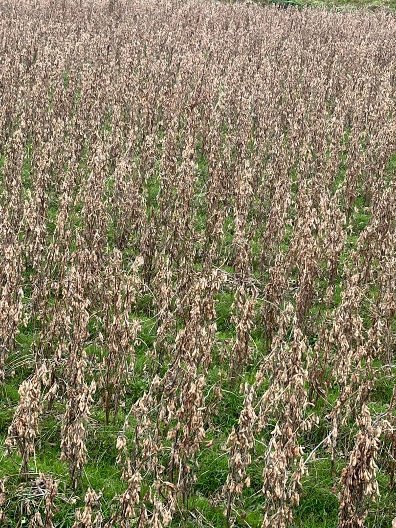 potetoさま専用　農家直売 令和7年 佐賀県産　新大豆 フクユタカ 20Kg