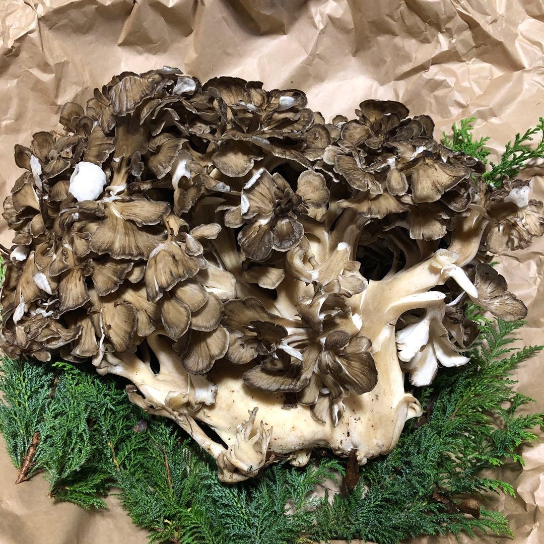 ①天然舞茸　1.9キロ