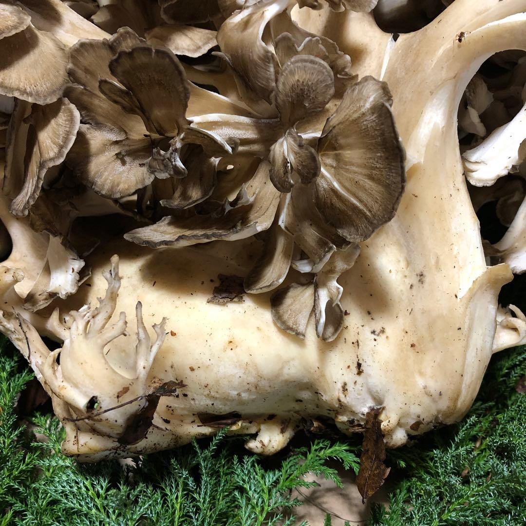 ①天然舞茸　1.9キロ