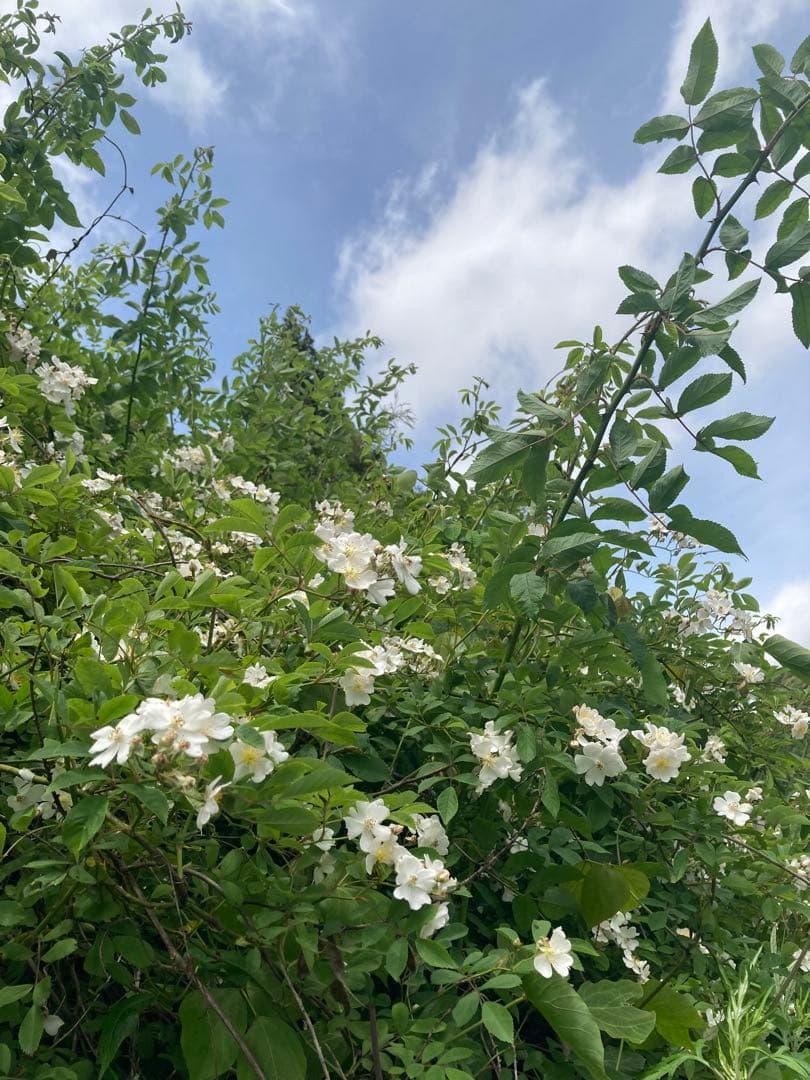 hanamei 　ニホンミツバチ生ハチミツ　蜂蜜　日本蜜蜂　1120g