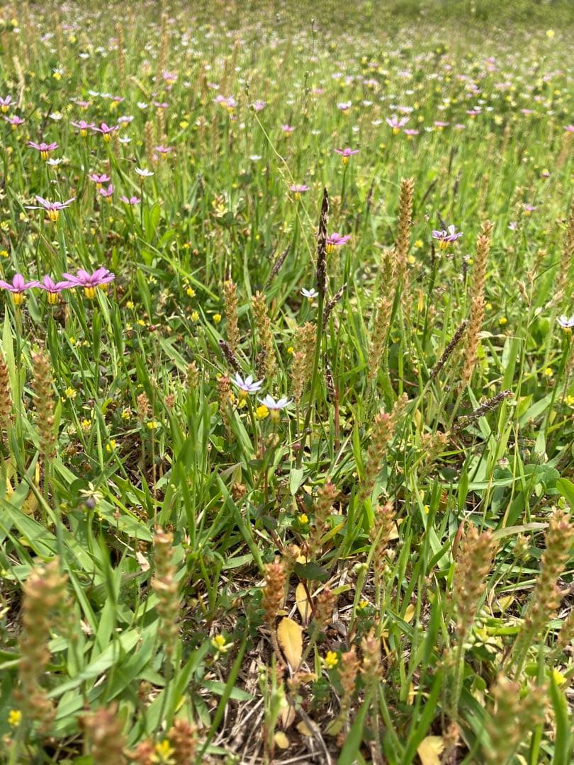 hanamei 　ニホンミツバチ生ハチミツ　蜂蜜　日本蜜蜂　1120g