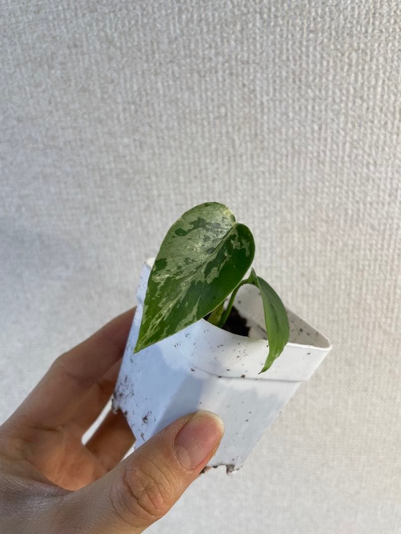 し*お様 モンステラ　デリシオーサ　バルバソー