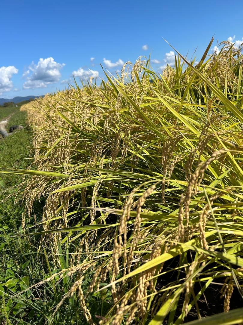 青森県産 はれわたり 令和6年産（精米済み）14kg送料込み