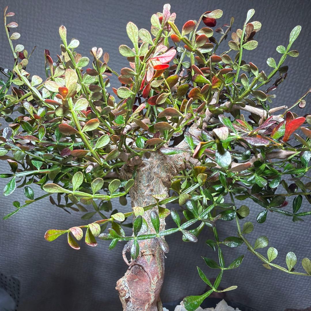 12/4更新　オペルクリカリアパキプス　実生6年目　パキプス　塊根植物　鉢ごと