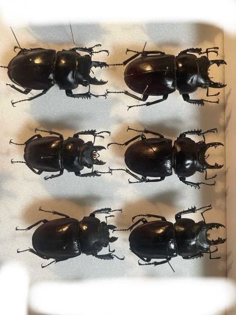 ヤエヤママルバネクワガタ規制前採集