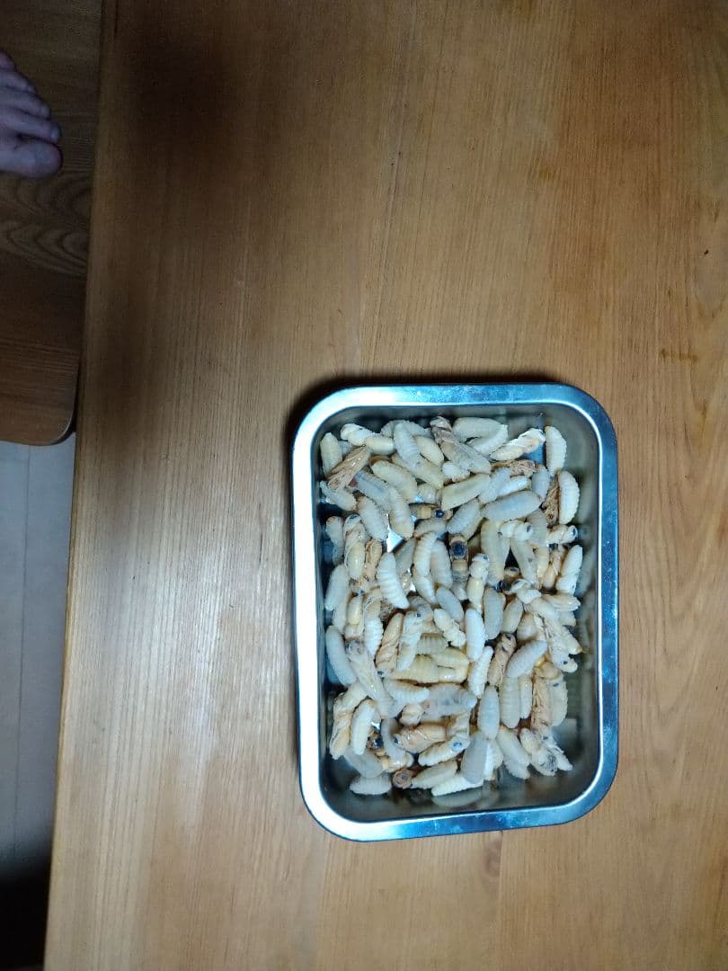 蜂の子。オオスズメ蜂。冷凍餌 真空パック500㌘✕2個 合計1kg