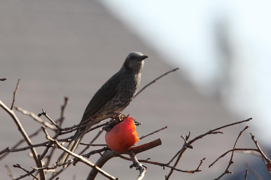 キャノンEF400mm F2.8L IS USM+エクステンダーEF1.4×II