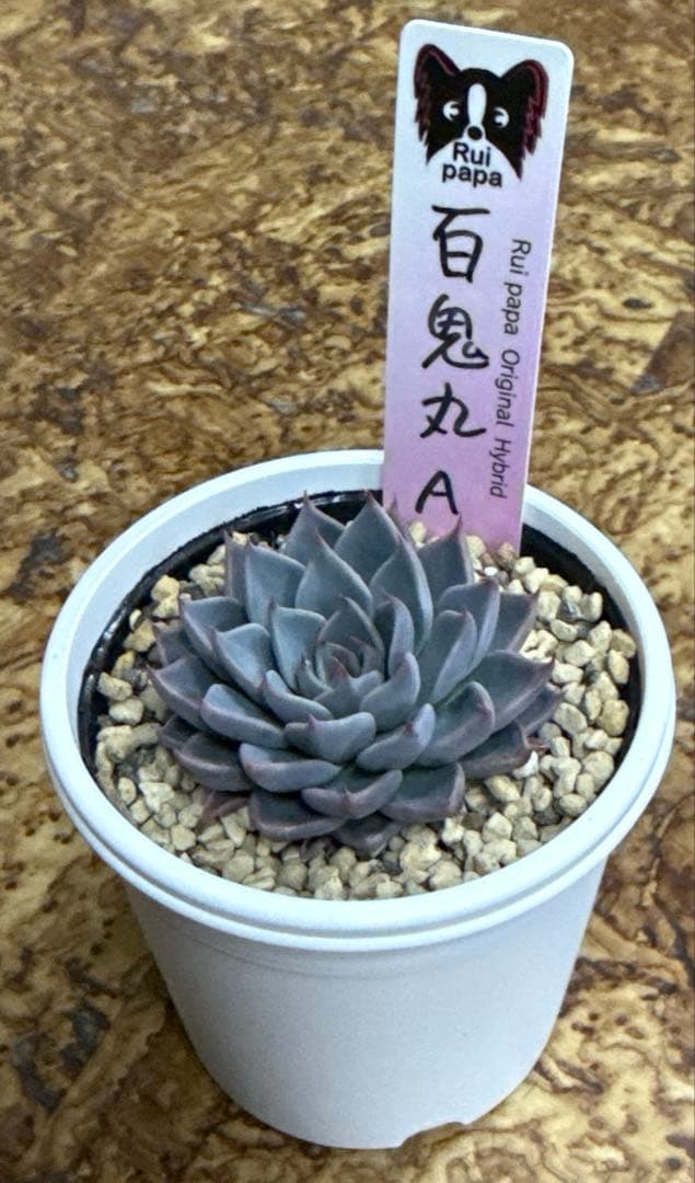 ルイパパさん苗　命名苗　百鬼丸　Aタイプ　札付き