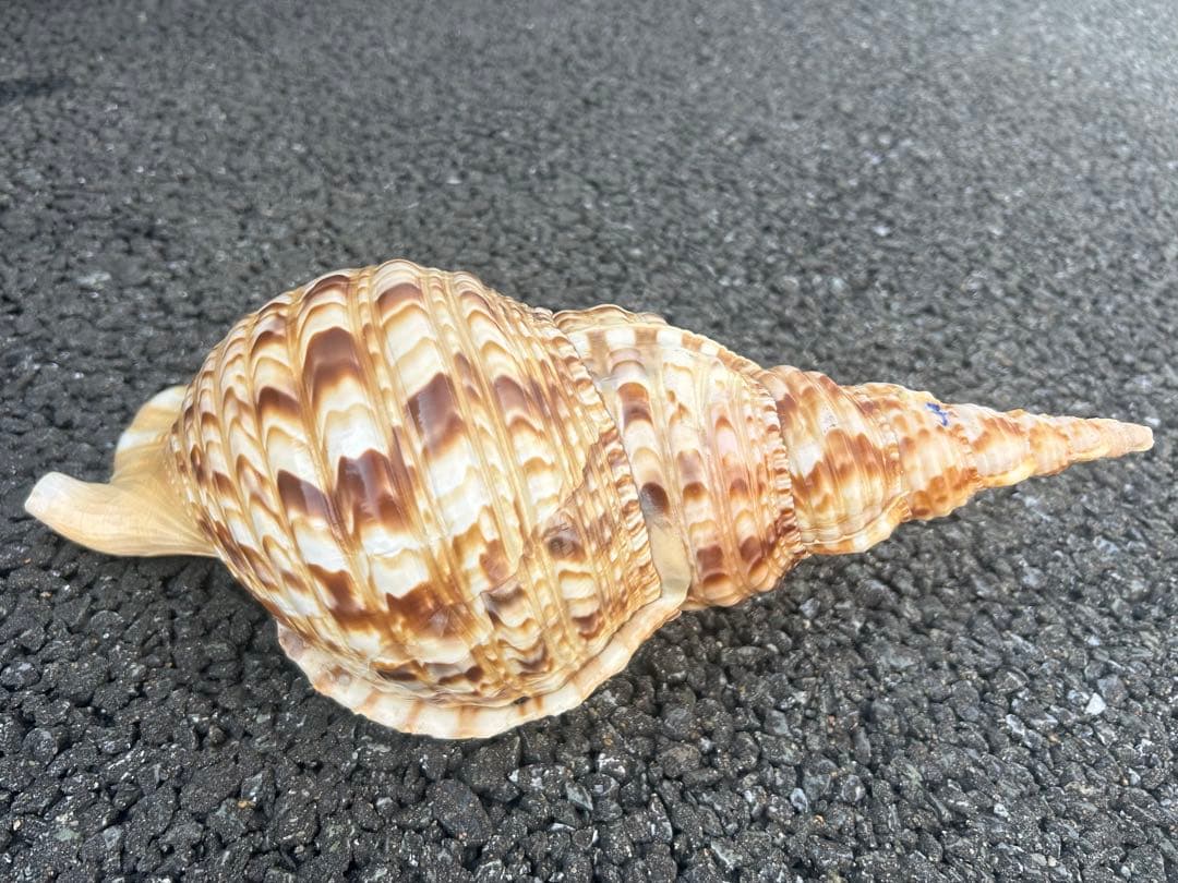 美品　法螺貝　直接37.3cm 蓋付