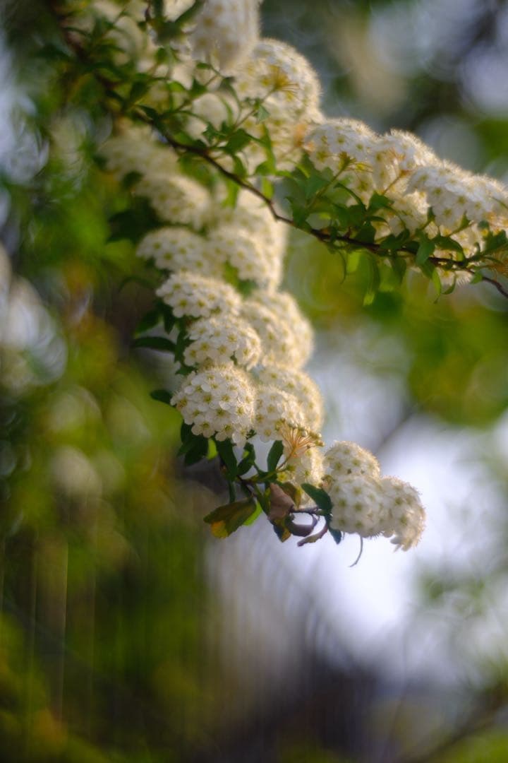 Meyer-Optik Görlitz Primoplan 58mm f1.9