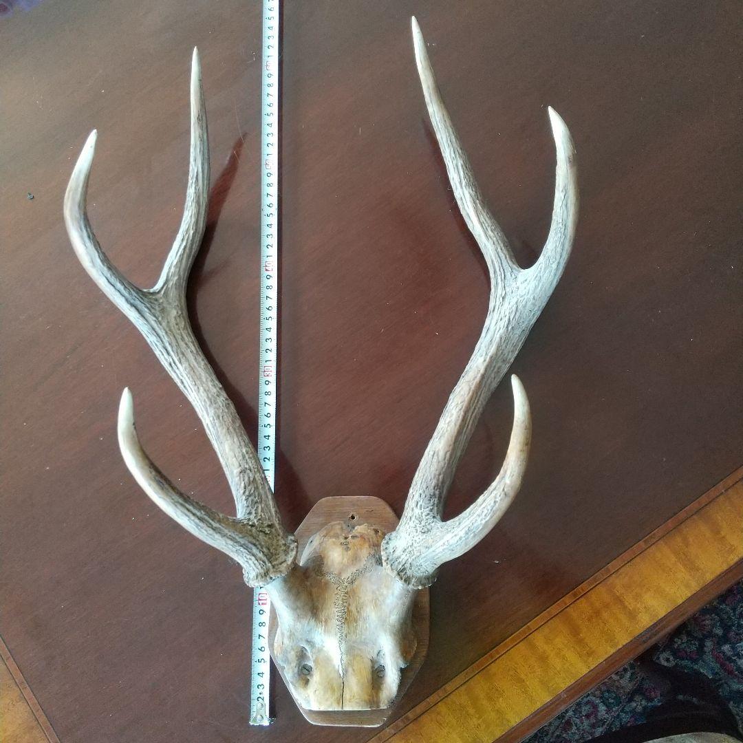 鹿の角 インテリア装飾 約60cm