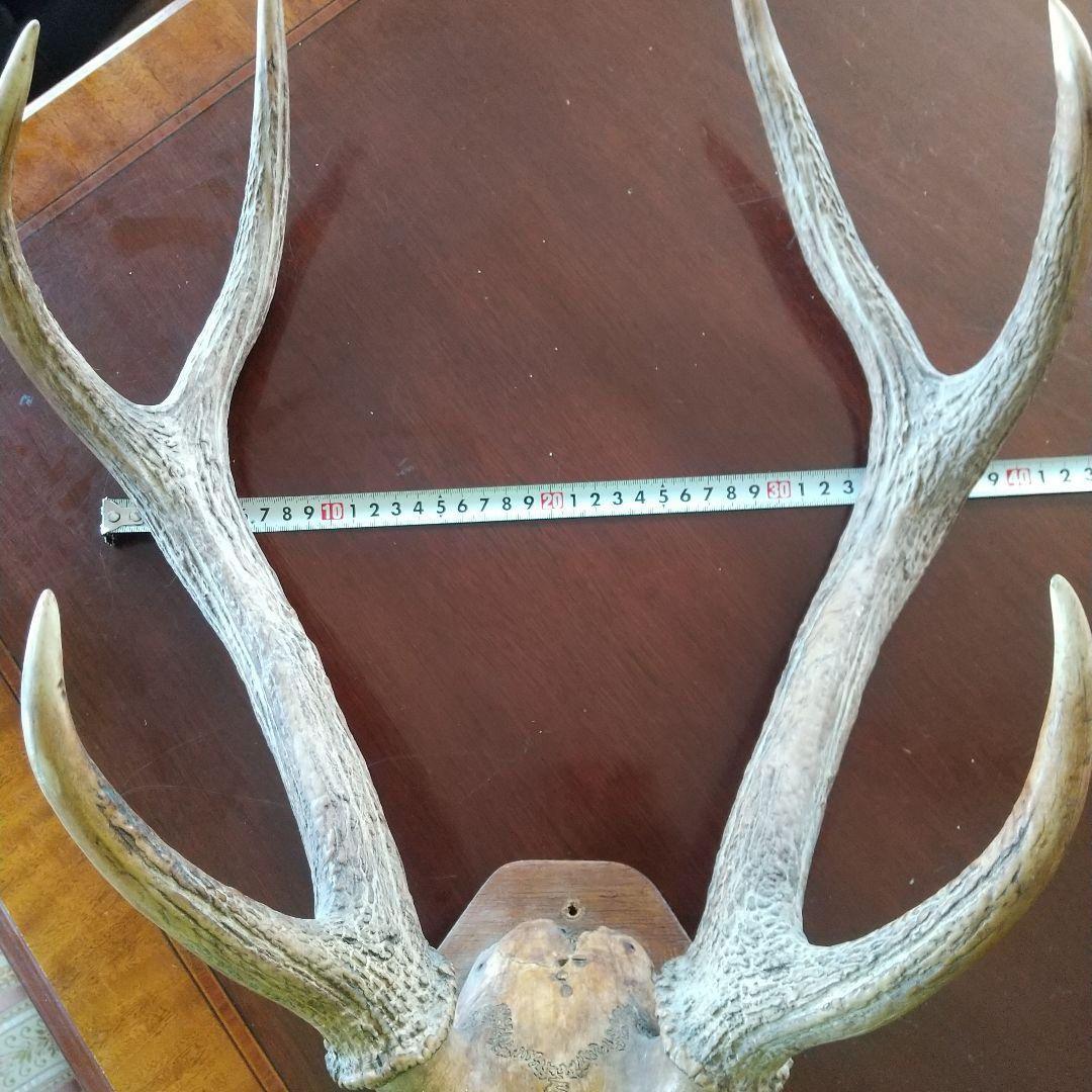 鹿の角 インテリア装飾 約60cm
