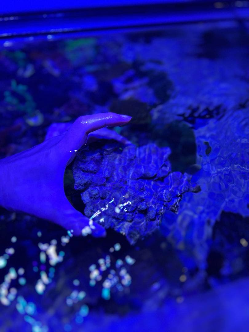 【★】ライブロックセット　海藻ミルおまけ