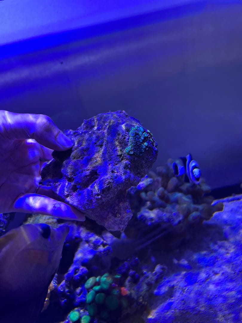 【★】ライブロックセット　海藻ミルおまけ