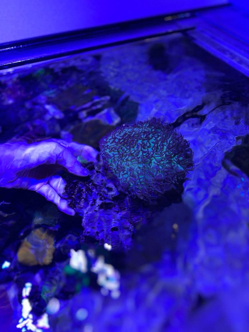 【★】ライブロックセット　海藻ミルおまけ