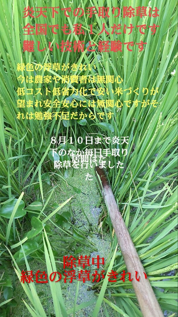 美味しく元気になれる米 ７年産コシヒカリ玄米10kg 特別栽培①化学農薬不使用