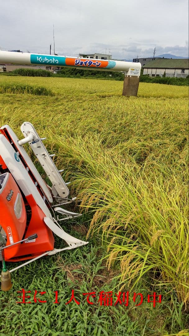 美味しく元気になれる米 ７年産コシヒカリ玄米10kg 特別栽培①化学農薬不使用