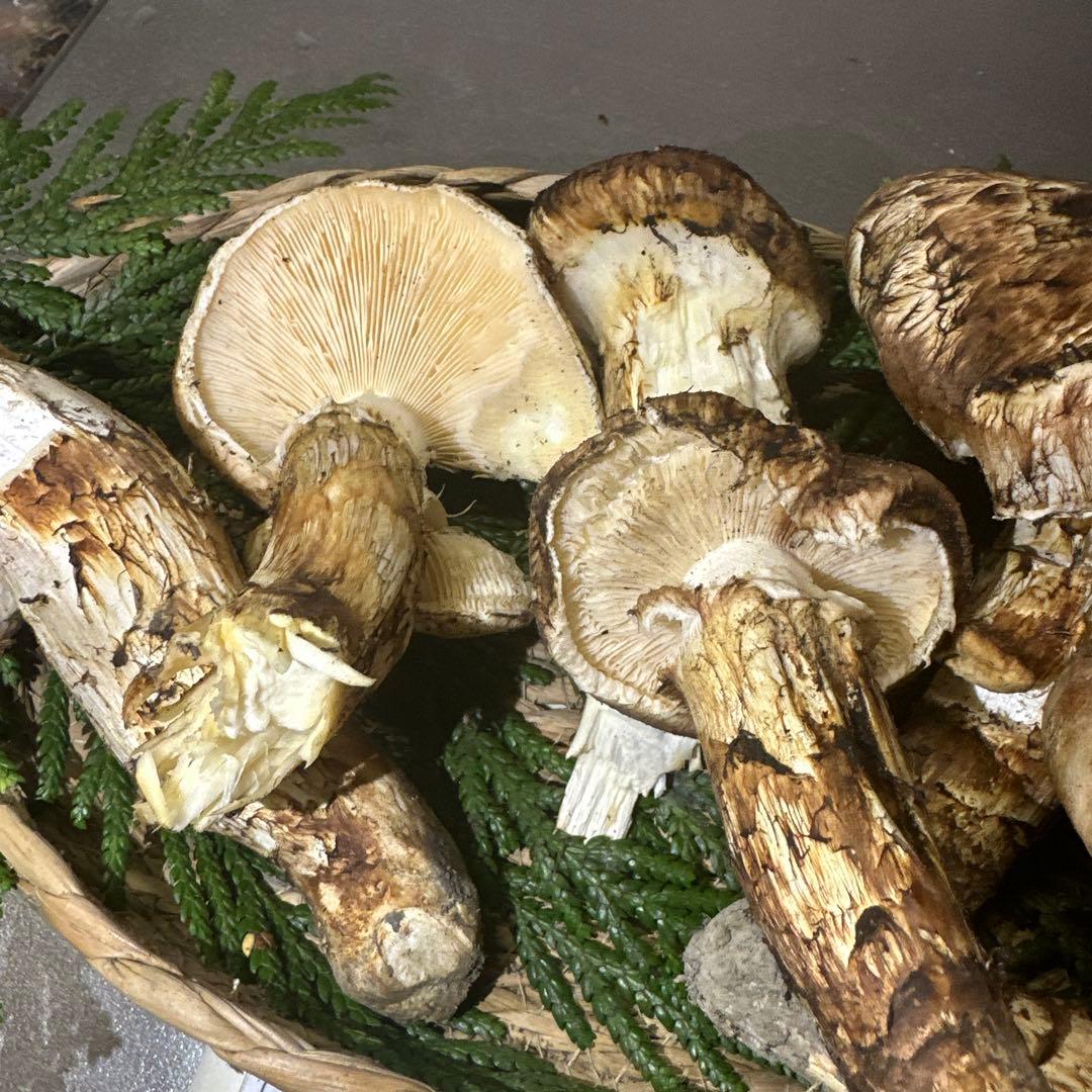 訳あり品‼️国産天然松茸‼️540g‼️