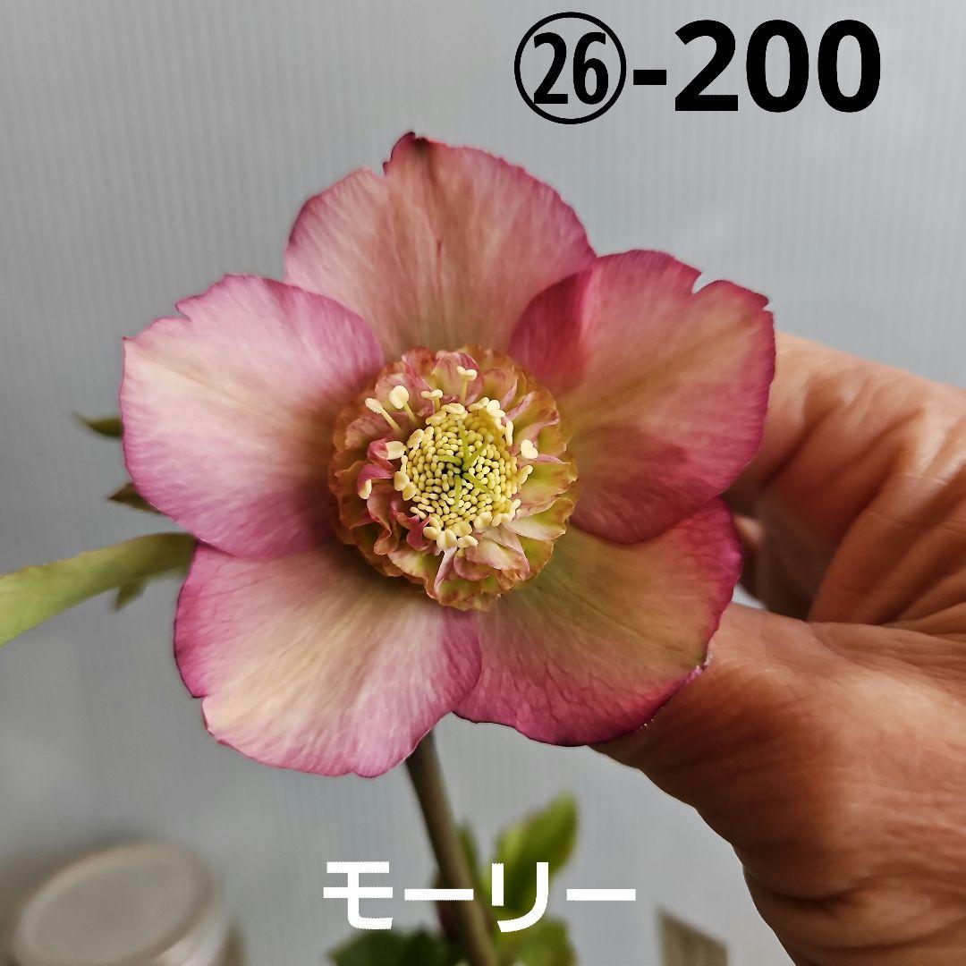 しろくま様ご購入苗㉖-200㉖-265クリスマスローズ