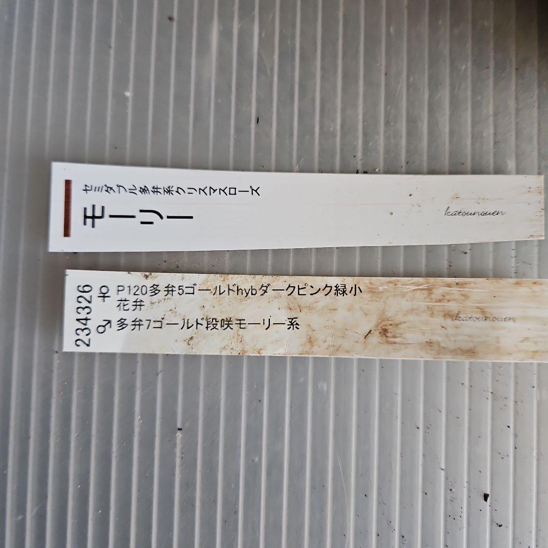 しろくま様ご購入苗㉖-200㉖-265クリスマスローズ