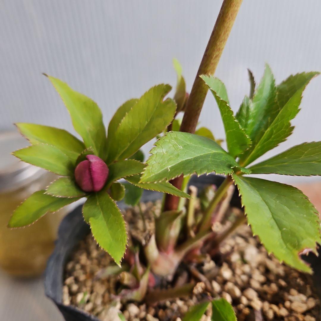 しろくま様ご購入苗㉖-200㉖-265クリスマスローズ