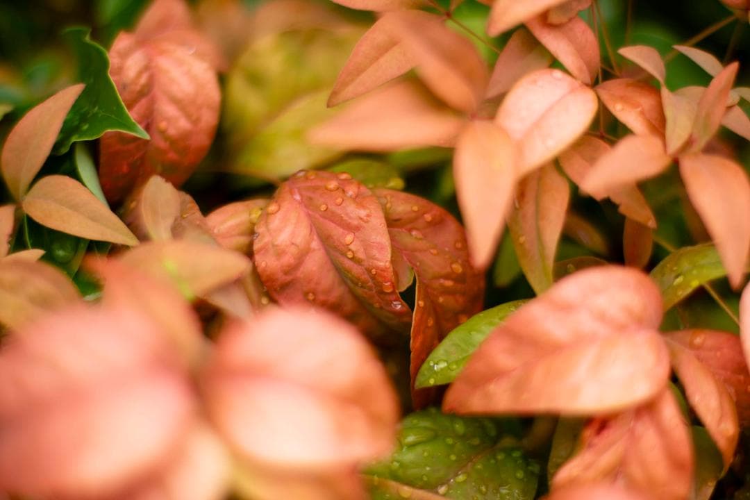 【美品】Canon New FD 50mm f/1.4 オールドレンズ