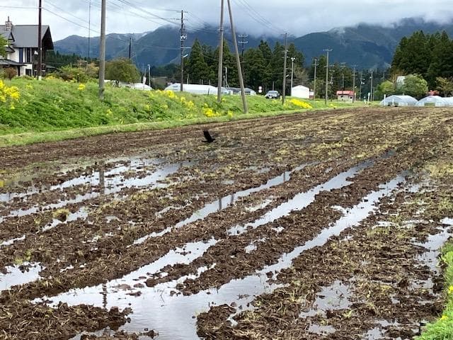 奇蹟の米「ゆうだい21」　精米27㎏　格安販売　(送料無料)