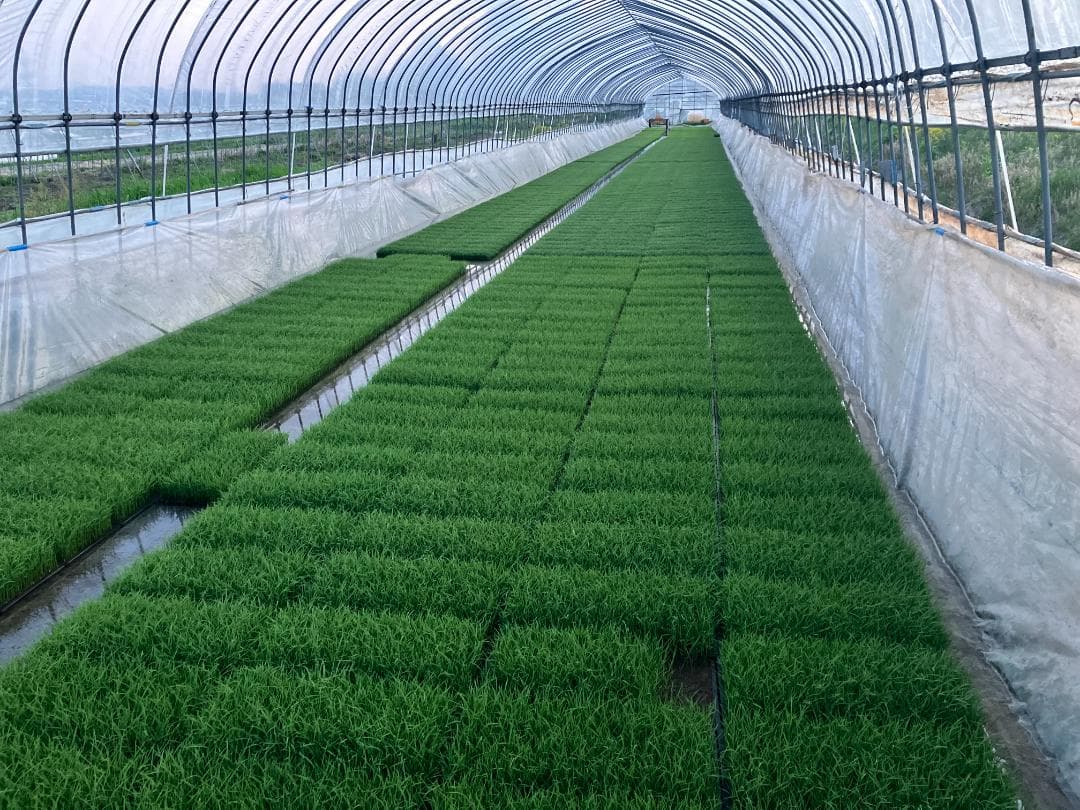 奇蹟の米「ゆうだい21」　精米27㎏　格安販売　(送料無料)