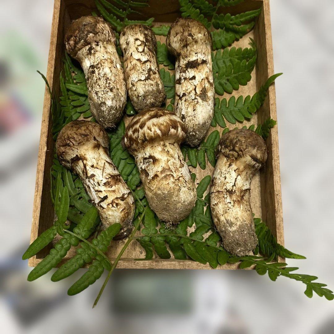 ⑤南信州豊丘 松茸190ｇ コロ