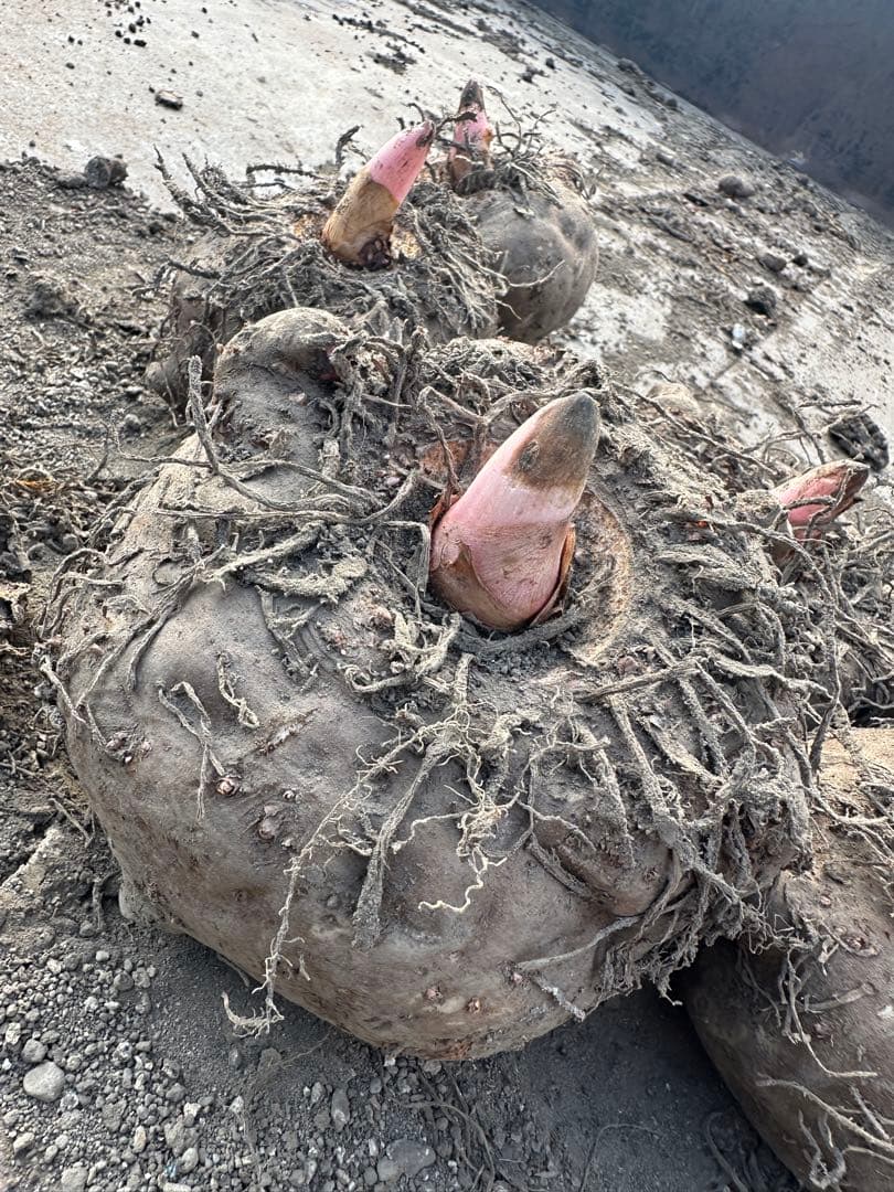 群馬県産 こんにゃく芋 超貴重品種 みょうぎゆたか　15kg