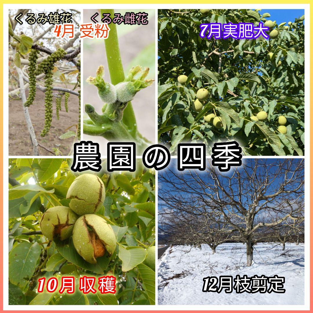 くまたくん商品 25年産 新物 国産 殻付き信濃くるみ 長野県産