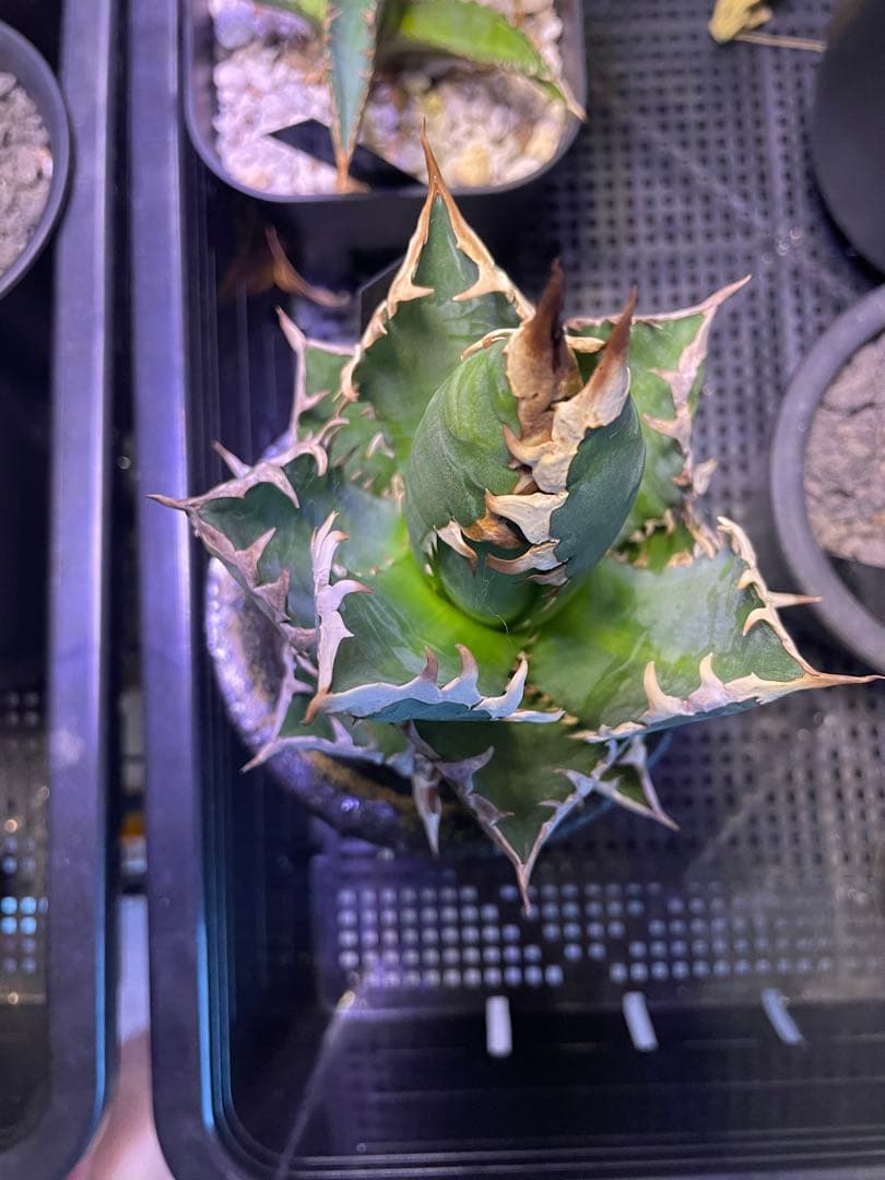 オベサ 赤猫 エボリスピナ EUワイド 鉢付き発送