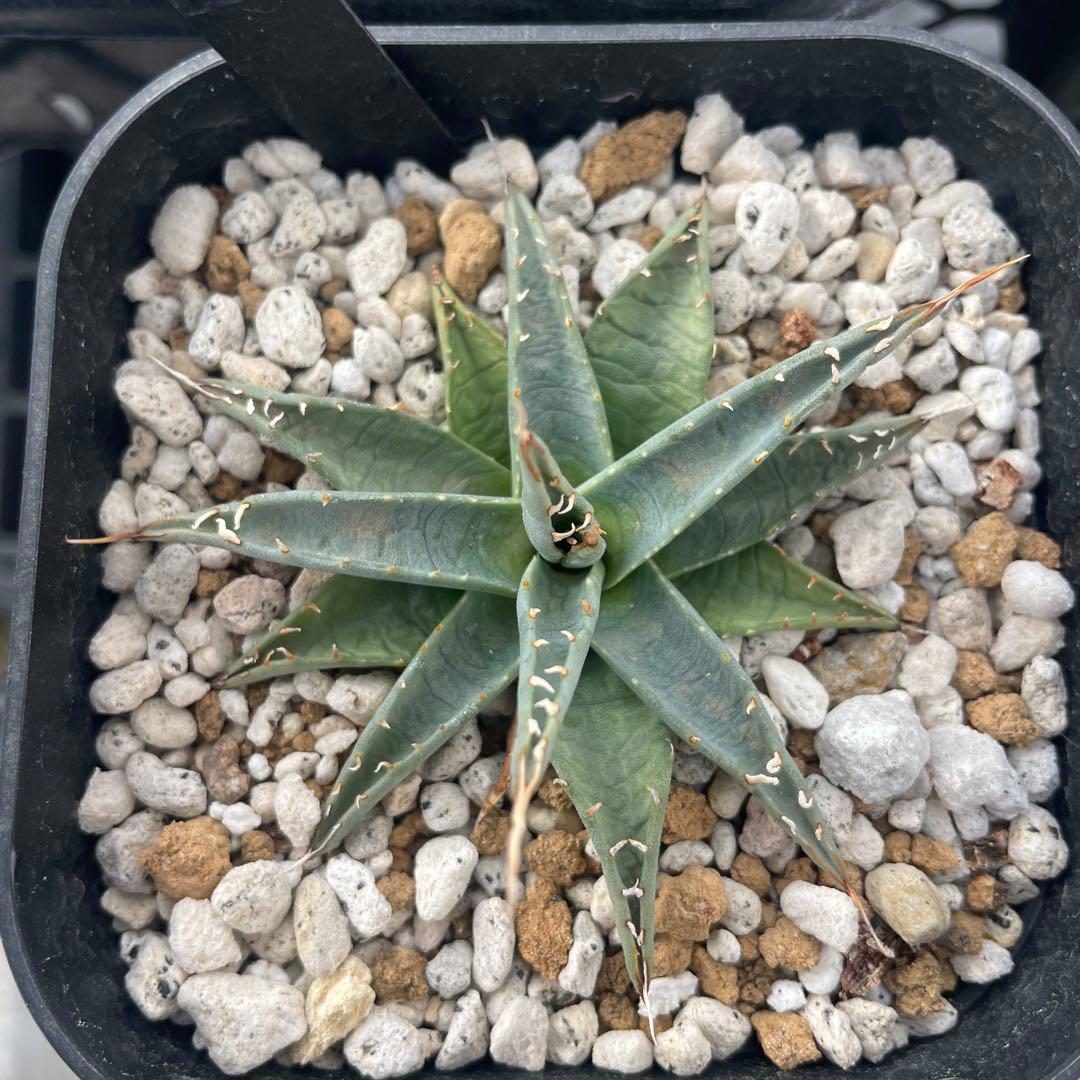 オベサ 赤猫 エボリスピナ EUワイド 鉢付き発送