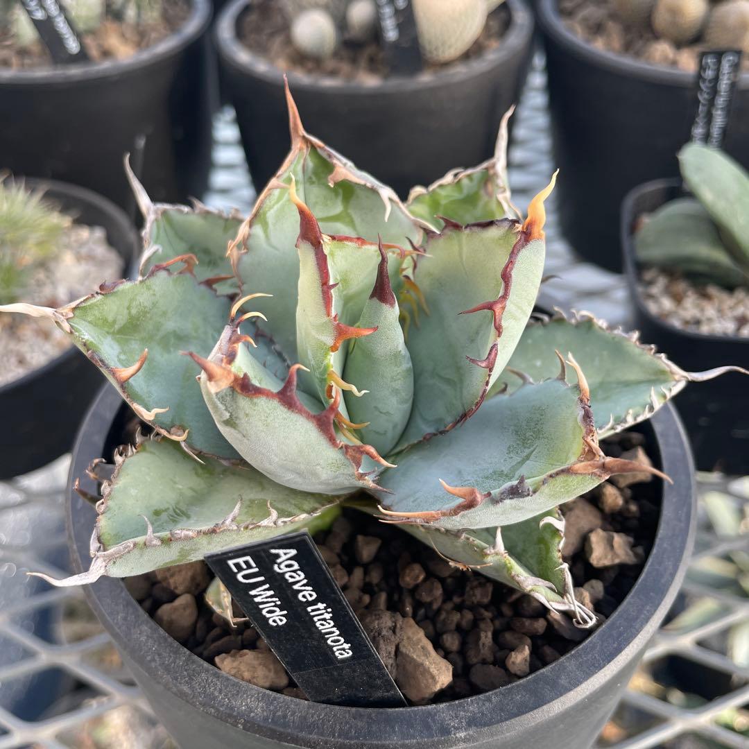 オベサ 赤猫 エボリスピナ EUワイド 鉢付き発送