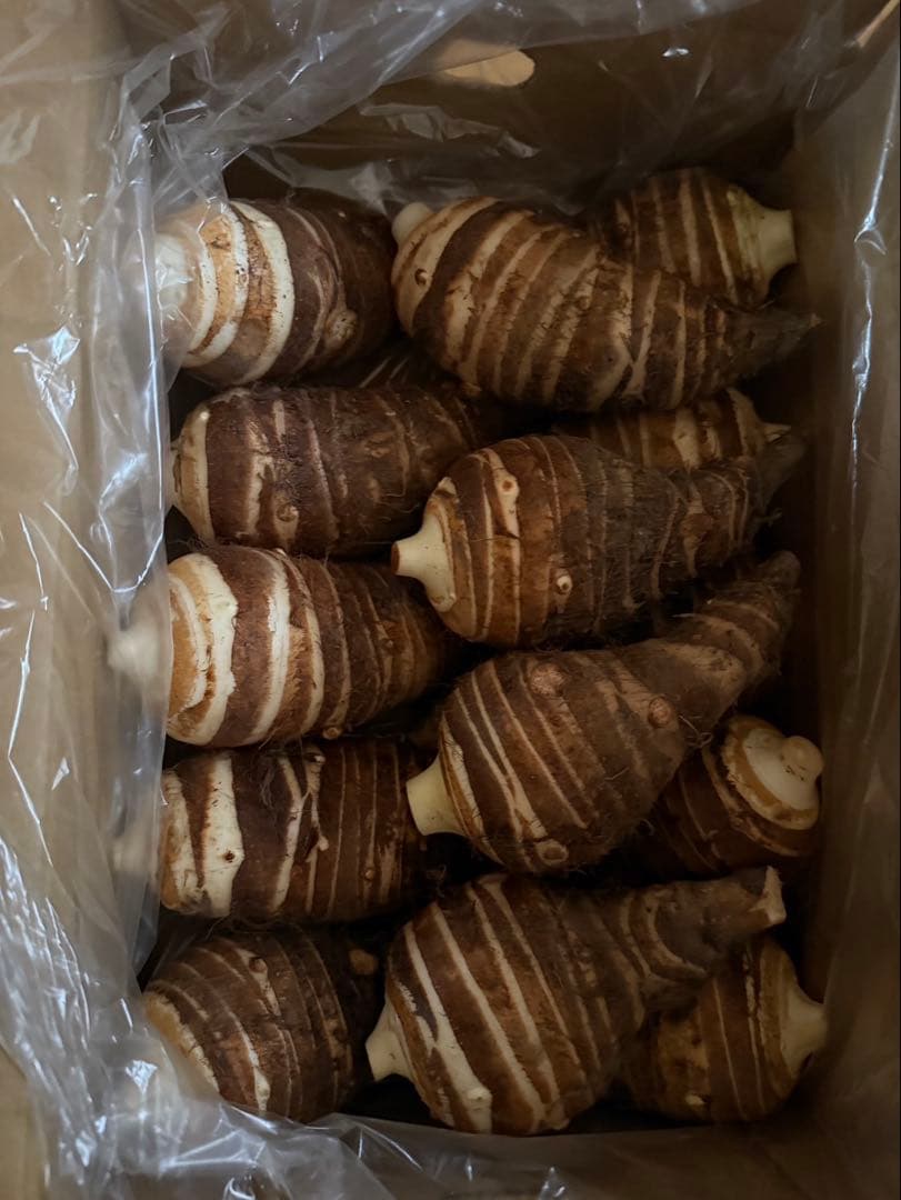 京都産 海老芋 約5kg えびいも エビイモ