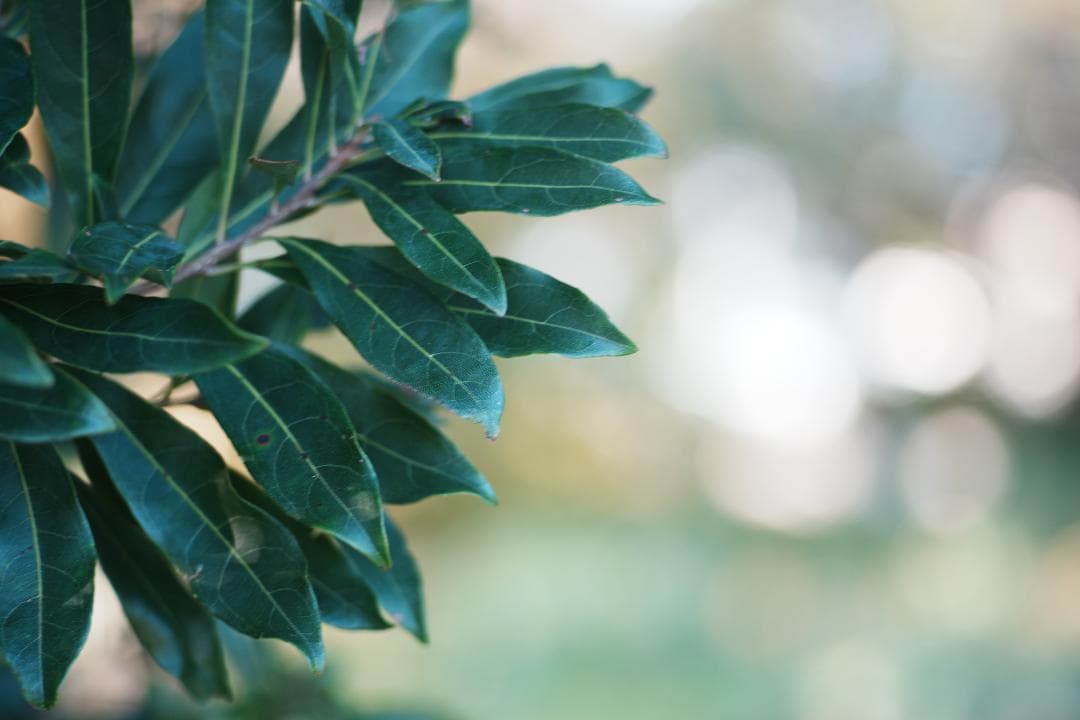 【Lレンズ級】Canon FD 100mm F2.8 S.S.C 899