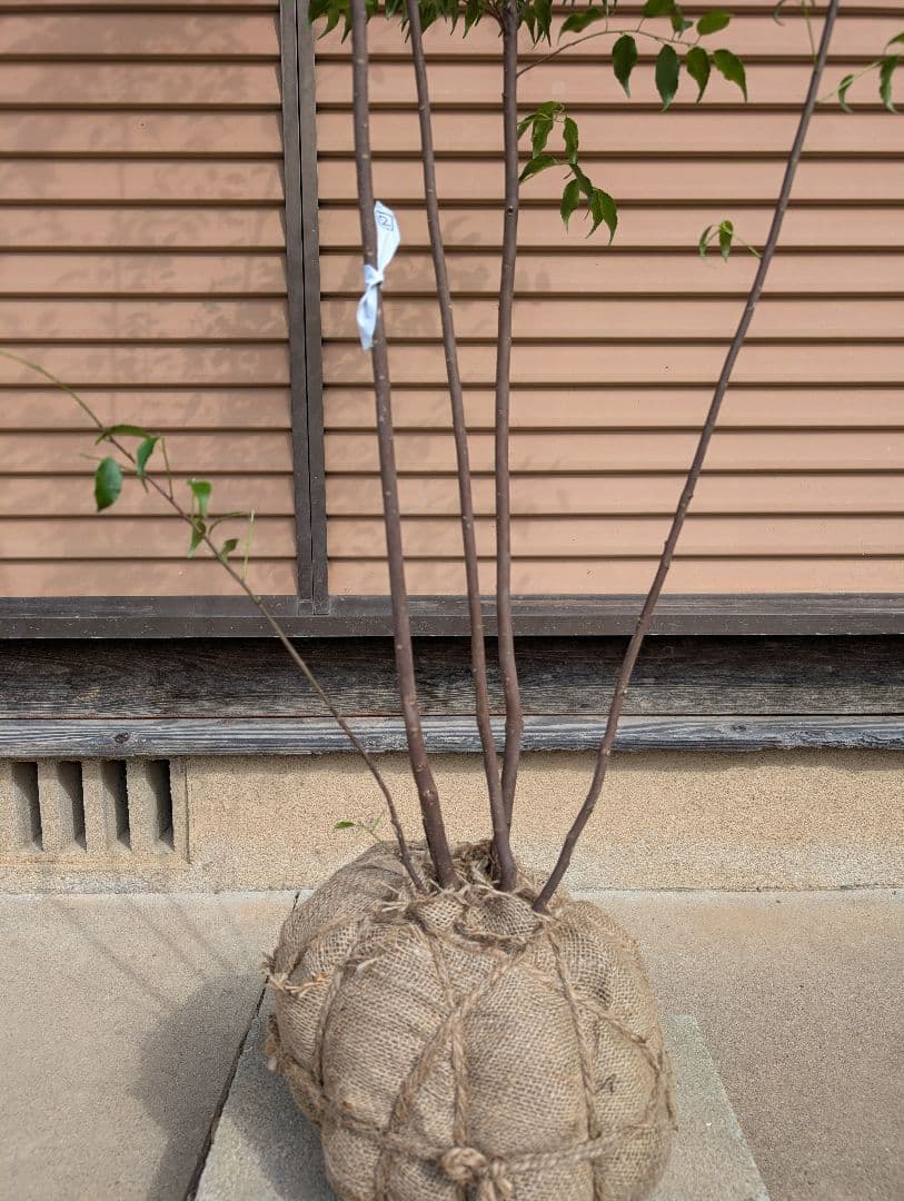 ハイノキ　株立　約1.7m　②